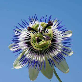 Passionsblume  Passiflora, caerulea