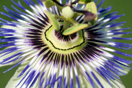 Passionsblume  Passiflora, caerulea