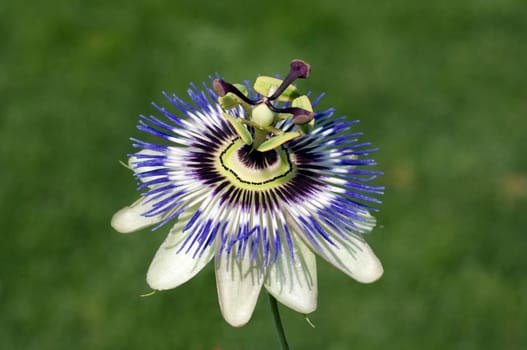 Passionsblume  Passiflora, caerulea