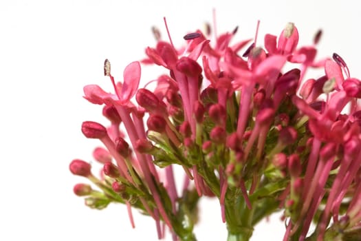 Spornblume, Centranthus, ruber, Spornblumen