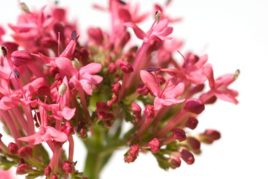 Spornblume, Centranthus, ruber, Spornblumen