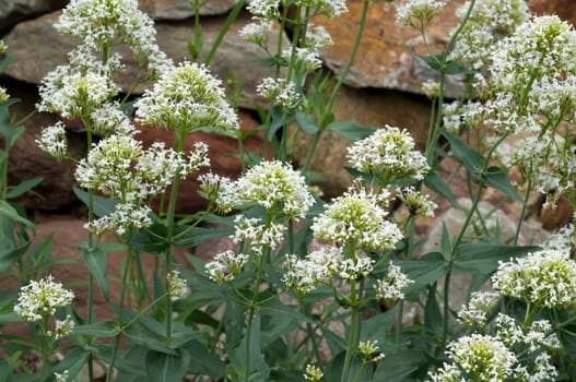 Spornblume, Centranthus, ruber, alba, Albus