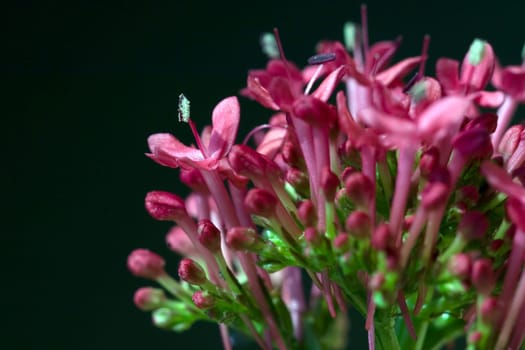 Spornblume, Centranthus, ruber, Spornblumen