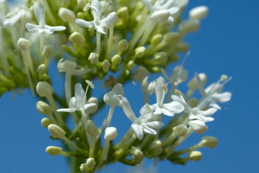 Spornblume, Centranthus, ruber, alba, Albus