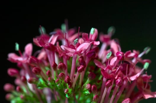 Spornblume, Centranthus, ruber, Spornblumen