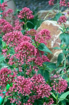 Spornblume, Centranthus, ruber, Spornblumen