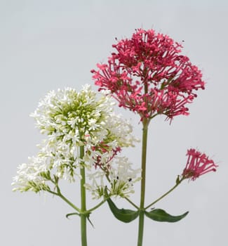 Spornblume, Centranthus, ruber, alba, Albus