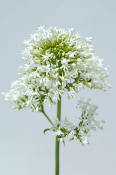 Spornblume, Centranthus, ruber, alba, Albus