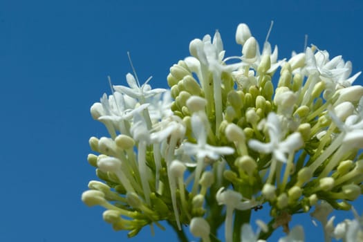 Spornblume, Centranthus, ruber, alba, Albus