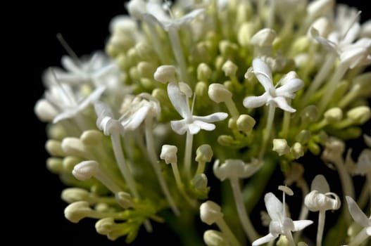 Spornblume, Centranthus, ruber, alba, Albus