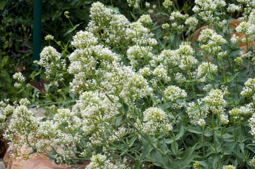 Spornblume, Centranthus, ruber, alba, Albus