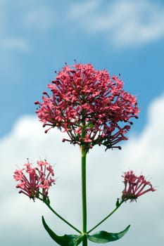 Spornblume, Centranthus, ruber, Spornblumen