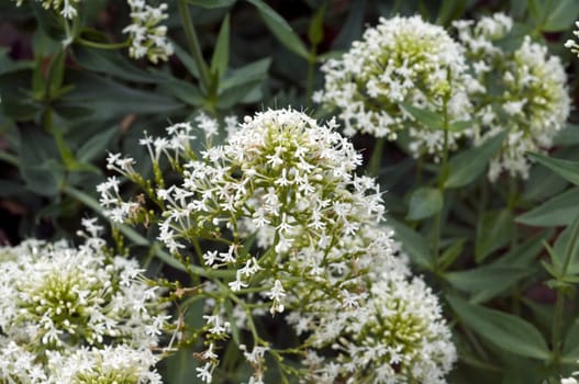 Spornblume, Centranthus, ruber, alba, Albus