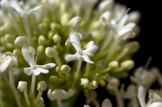 Spornblume, Centranthus, ruber, alba, Albus