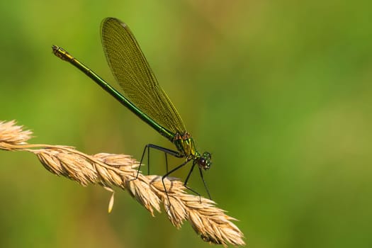 Banded magnificent dragonfly females