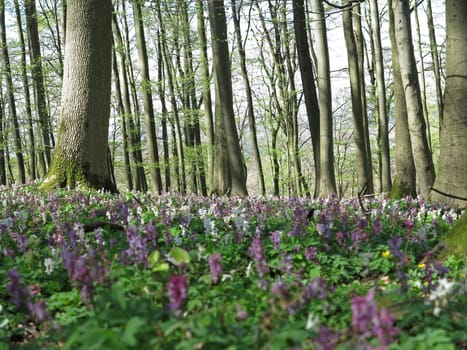 Lerchenspornblossom in the Kalletal