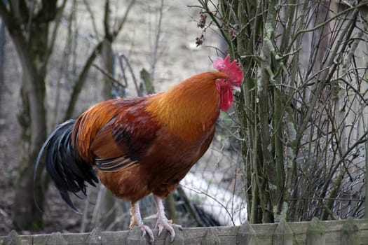 Rust-red rooster on a fence