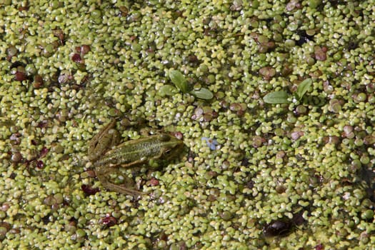Pond frog