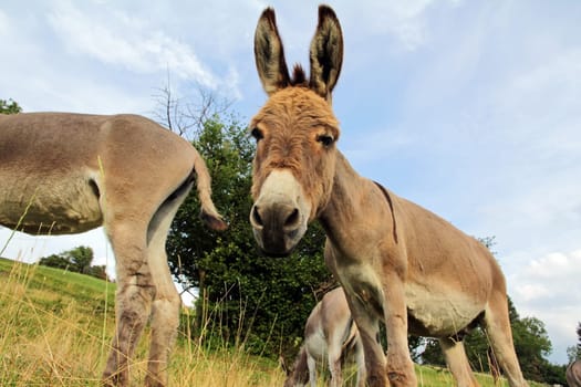 A curious pretty young donkey. Wide-angle shot of a donkey