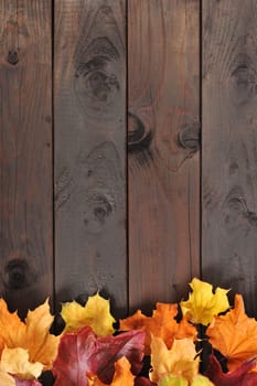 original autumn foliage in different colours on wooden floor