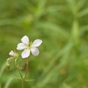 A macro of the small white flower of a grass of parnassus.