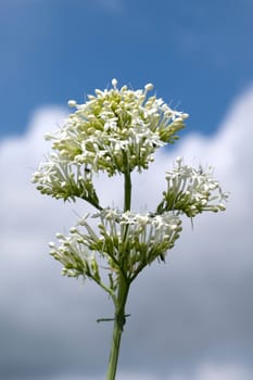 Spornblume, Centranthus, ruber, alba, Albus