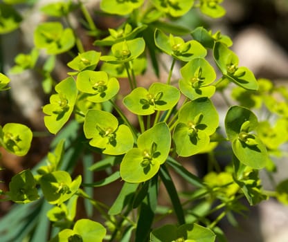 Steppen-Wolfsmilch, Euphorbia, seguieriana