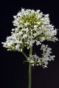 Spornblume, Centranthus, ruber, alba, Albus