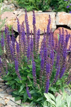 Salvia,nemorosa,blue huegel,steppe sage