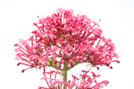 Spornblume, Centranthus, ruber, Spornblumen