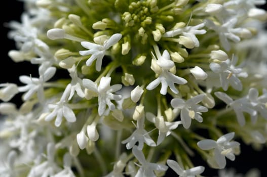 Spornblume, Centranthus, ruber, alba, Albus