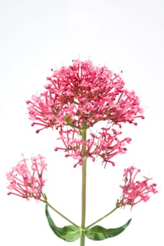 Spornblume, Centranthus, ruber, Spornblumen