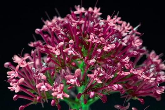 Spornblume, Centranthus, ruber, Spornblumen
