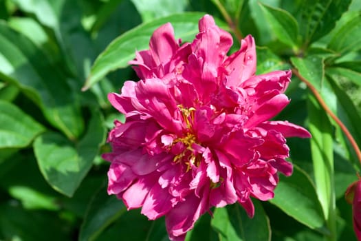 Pfingstrose  Paeonia, officinalis