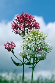 Spornblume, Centranthus, ruber, alba, Albus