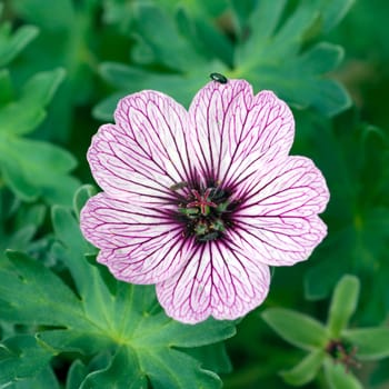 Storchschnabel, Geranium, cinereum, Ballerina