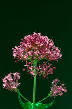 Spornblume, Centranthus, ruber, Spornblumen