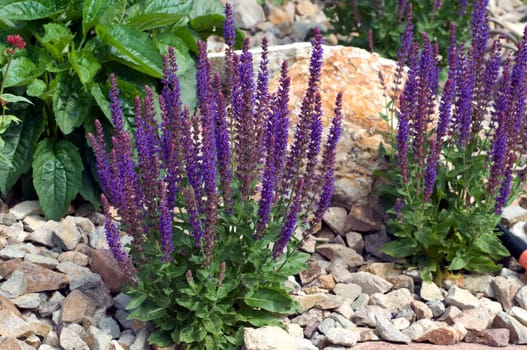 Salvia,nemorosa,blue huegel,steppe sage