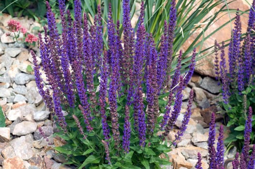 Salvia,nemorosa,blue huegel,steppe sage