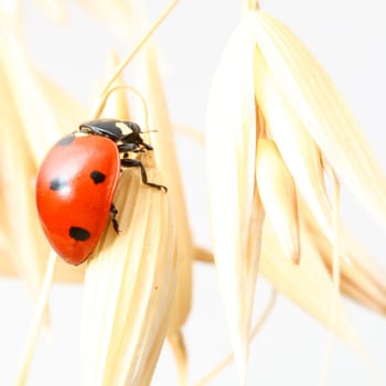 ladybug on wheat isolated white background
