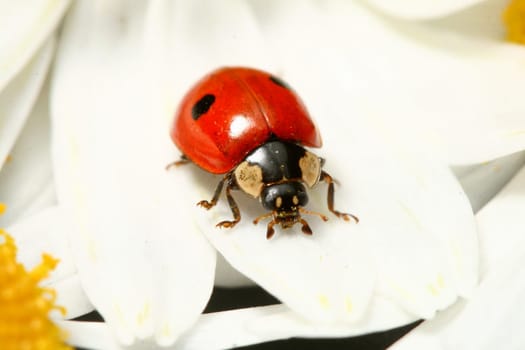 ladybug on white camomile summer background