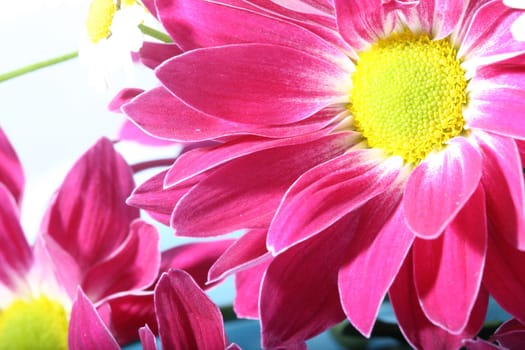 beautiful pink spring flower close-up