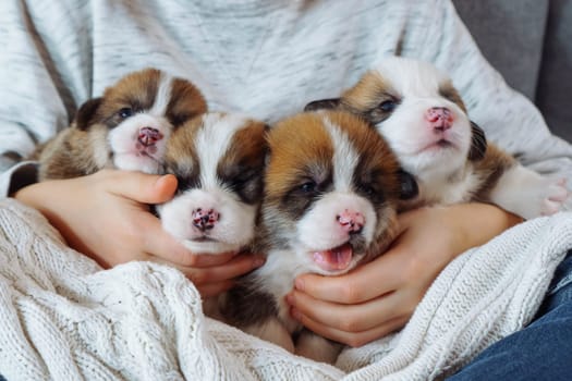Unrecognizable person in T-shirt and jeans, sitting cross-legged on couch with funny little puppies on her lap. Positive emotions. Wonderful moments. Full armful of happiness. Caring for pets.