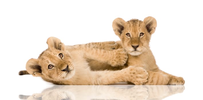 Lion Cub (4 months) in front of a white background