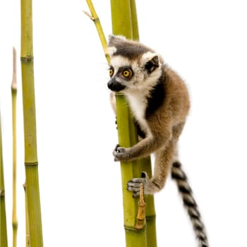 Ring-tailed Lemur (6 weeks) - Lemur catta in front of a white background