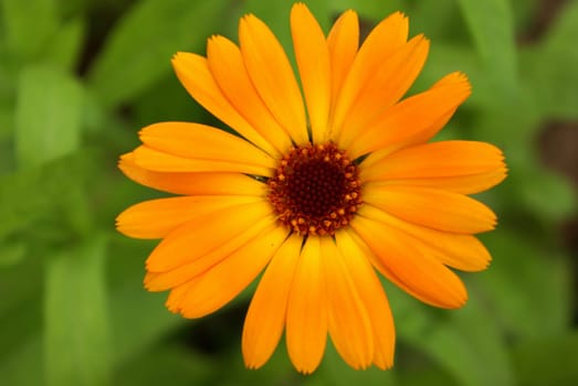 beautiful flower calendula on green background (view top)