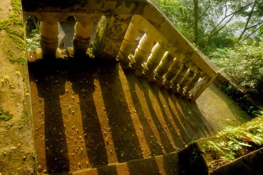 Stairs in green forest park with lush vegetation