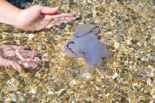 The jellyfish has swum up to the coast