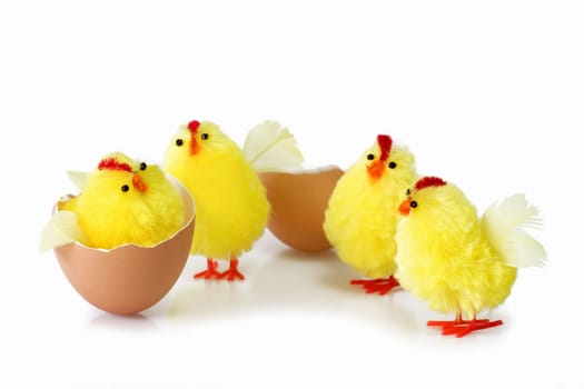 Just hutched yellow chicken, eggs and eggshell