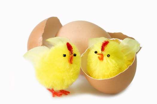 Just hutched yellow chicken, eggs and eggshell